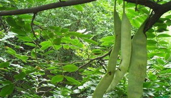 皂角种子的奥秘