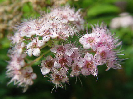 春天哪种大红色草本植物蕞抢眼？