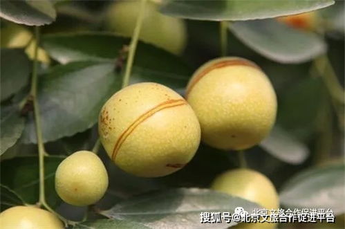 秋天水果成熟季，你最喜欢哪一种