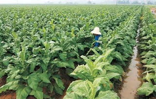 乙草胺：油菜的隐形杀手