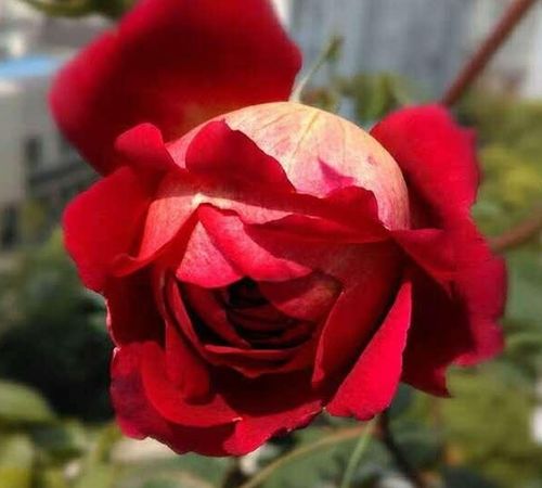 马萨德医生：法国月季的典范