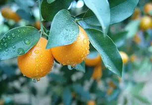 金桔蜡梅：色彩斑斓的画卷