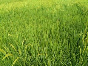 杂草对谷子生长的影响