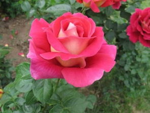 病虫害防治， 月季健康的守护者