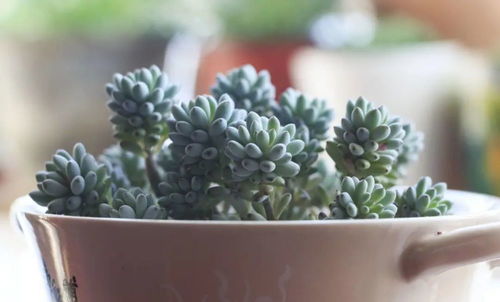 多肉植物专用肥料的应用