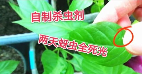 哎呀，说起这蚜虫，真是让人头疼啊！