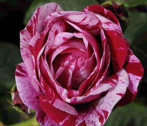 选址与土壤准备：避开积水，选择宝地