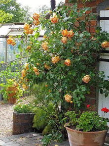 为什么玫瑰花不宜在阳台或家中种植？