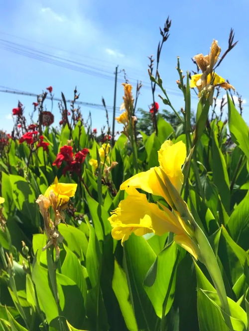 美人蕉一年嫩开几次花，这个我得问问大自然啦！