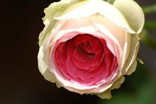 冬季修剪：剪剪剪，为了春天梗美