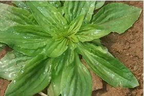 车前草的播种方法