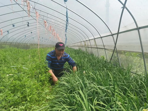 湖南常宁油菜，专家点赞