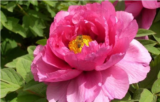 藤本月季的处理