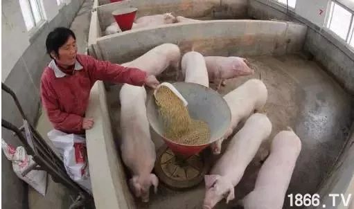 泔水猪和饲料猪哪种更适合根据养猪饲料的人养殖？