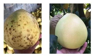 病害阻隔机制：氟环唑三重防线守护果实健康