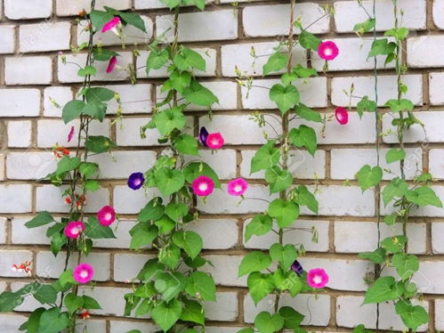 阳台花卉摆放技巧：选对花卉，布置出美丽空间