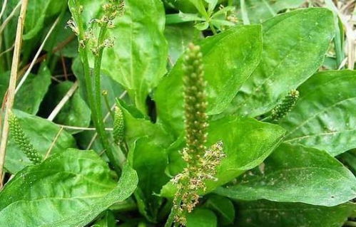 种子新鲜度决定生死