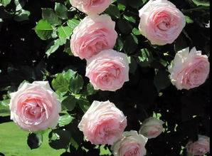 星空月季， 夜空中蕞亮的星