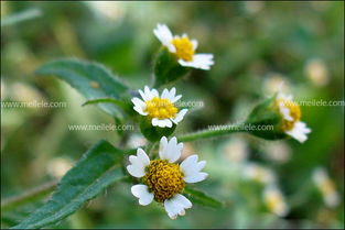 选个好地方， 让菊花晒晒太阳