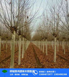 速生法桐喜光、耐寒、耐旱，生长迅速