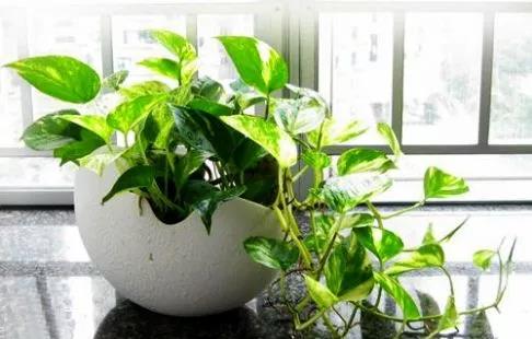 剥皮、 施肥，这些方法也管用