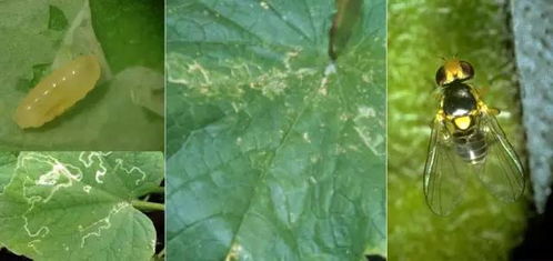 保持湿润，害虫也要防