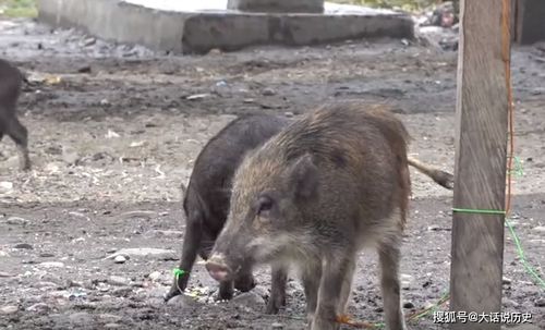 小苏打养猪妙招，轻松解决养殖难题