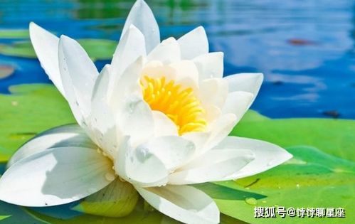 莲花种子保存的基本要求