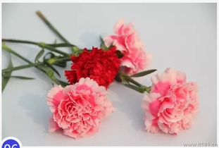 小苍兰：纯洁， 幸福，清新舒畅