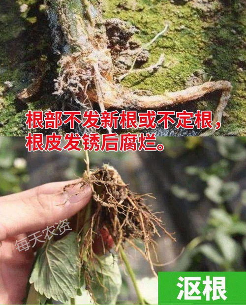 园林植物病害的诊断和防治， 知识大普及