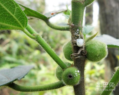 爬山虎种植技巧分享