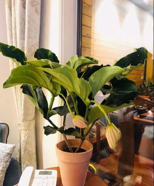 宝莲灯花每天浇水最佳时间是什么？如何把握浇水量避免积水