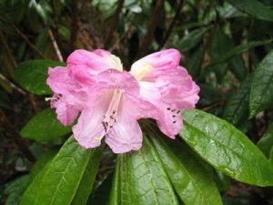 为什么我的毛叶杜鹃开花少或不开花？心疼啊！