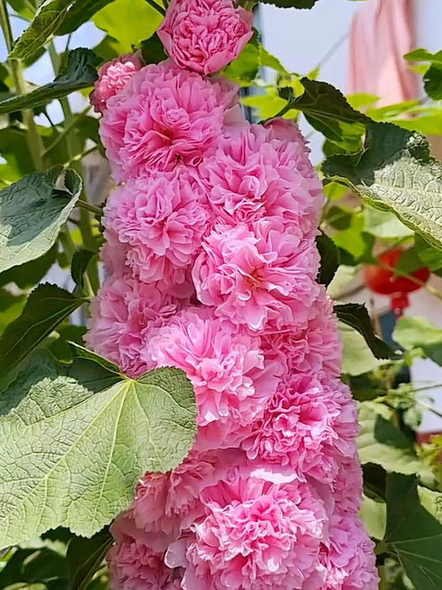 北方庭院适合种什么花？多年生耐寒花卉推荐