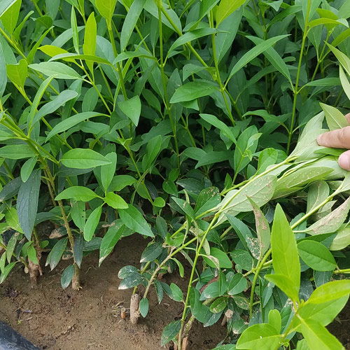 连翘小苗的种植小秘密