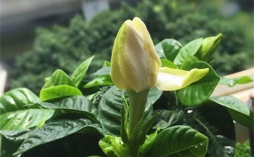 栀子花打蔫，浇水过多