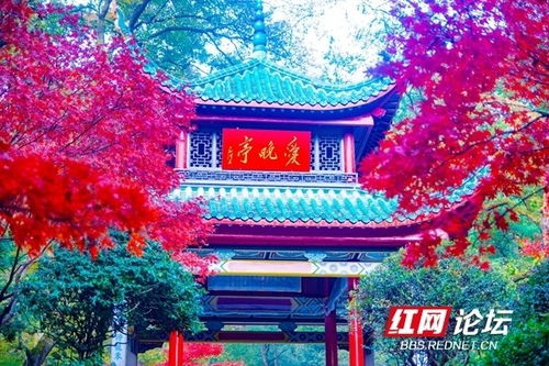 岳麓山枫叶红了没？赏枫最佳时机是何时