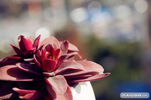 1. 及时修剪， 控制高度