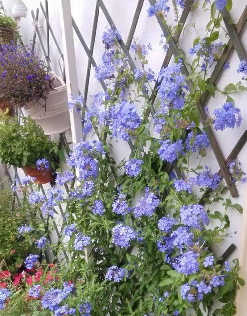 蓝雪花秋冬季节如何进行养护和修剪