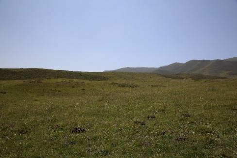 新疆阿勒泰的播种教训