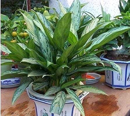 耐阴植物有哪些？养这几种屋里空气会好吗