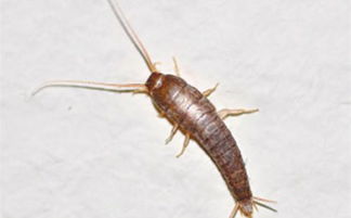 衣鱼虫用杀虫剂Neng彻底杀死吗？