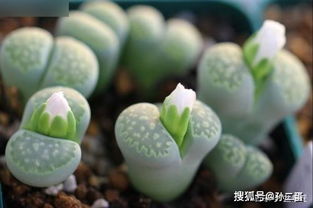 四、 桃美人的繁殖方法