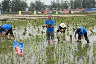 山东鱼台县12万亩机插秧水稻缓苗返青
