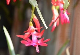 移栽幼苗，小心对待