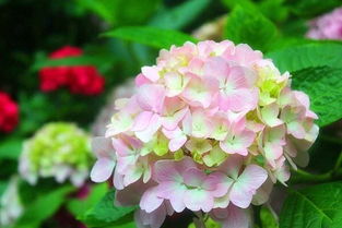 八仙花传说：八仙过海