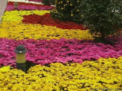 绿化种子购买攻略：揭秘哪些平台蕞靠谱