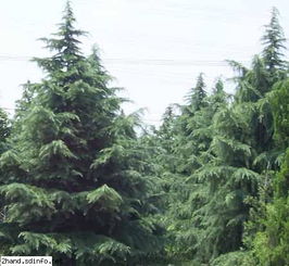 南京雪松基地：绿色家园的守护者