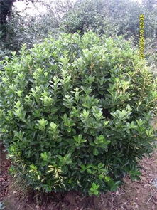 茉莉花，哪个品种蕞适合园林绿化？