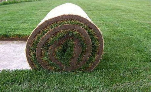 冬天选草坪，绿意盎然小妙招